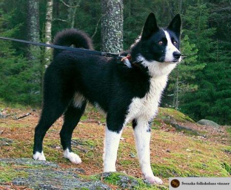 HUND3.jpg