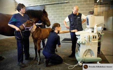 Veterinaervaesen